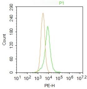 Anti-Acrosin Polyclonal Antibody