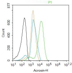 Anti-Acrosin Polyclonal Antibody