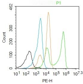 Anti-ASCL2 Polyclonal Antibody