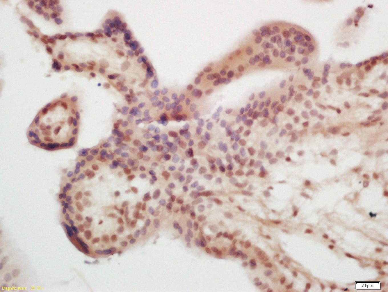 Anti-ASCL2 Polyclonal Antibody