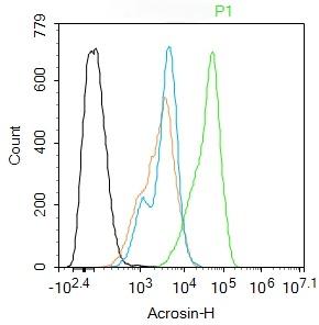 Anti-Acrosin Polyclonal Antibody