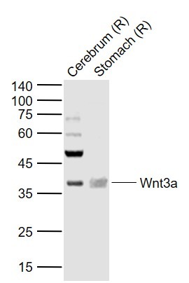 Anti-Wnt3a Polyclonal Antibody