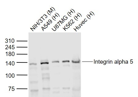 Anti-ITGA5 Polyclonal Antibody