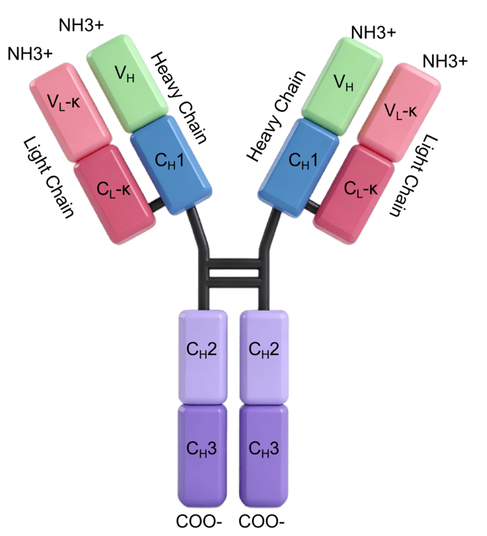 Epratuzumab