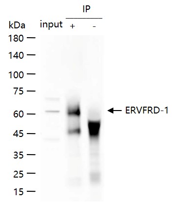Anti-ERVFRD-1 Polyclonal Antibody