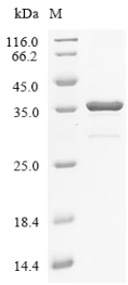 HLA-C Protein, Human, Recombinant (His)