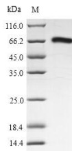 Nucleoprotein, Recombinant, Lassa Virus, aa1-570