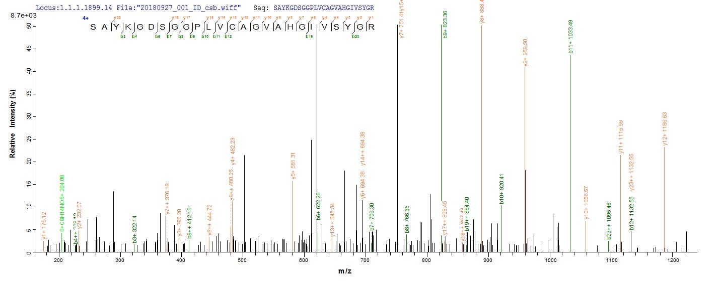 Mast Cell Protease 1, Recombinant, Rat, aa21-260, Myc-Tag