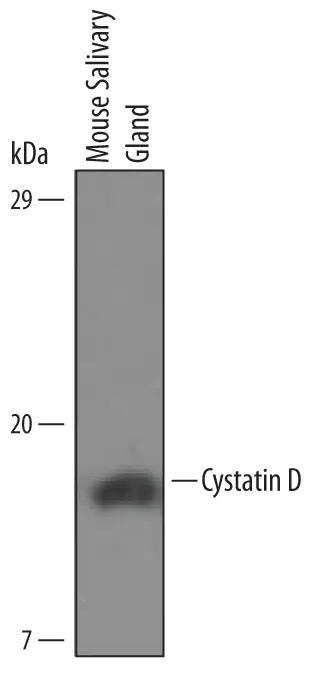 Cystatin D