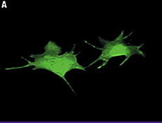 Transfection Reagent