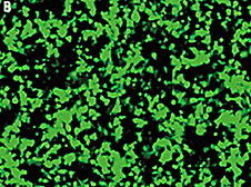 Transfection Reagent