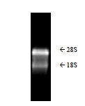 Total RNA, Tissue, Monkey