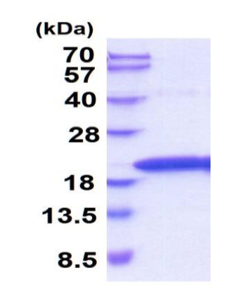 Tnf, Recombinant, Rat, aa80-235, His-Tag