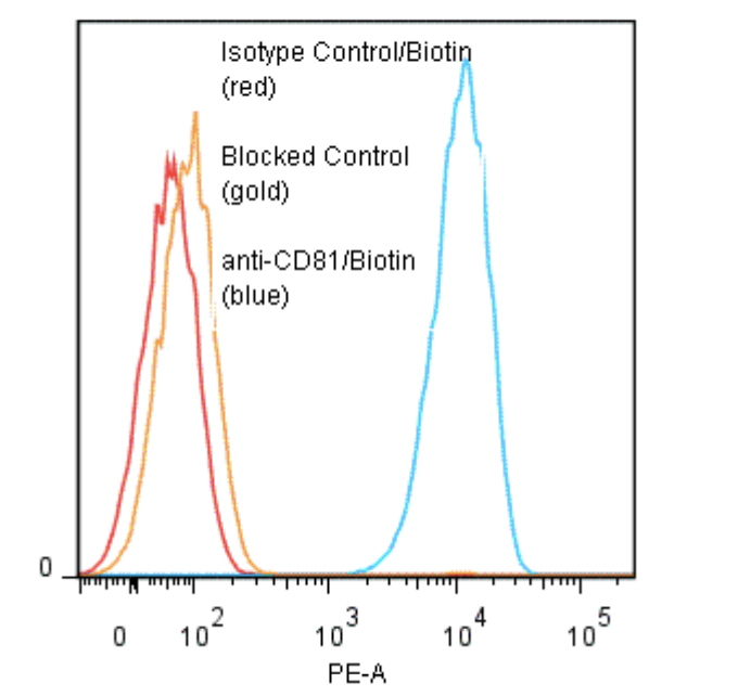 CD81