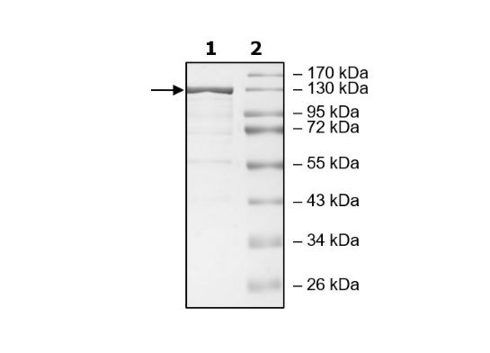 Cas12a, Recombinant, Acidaminococcus sp., His-Tag