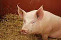 Tissue, Control Genomic DNA, Porcine Adult Normal, Female, BioGenomics&trade;