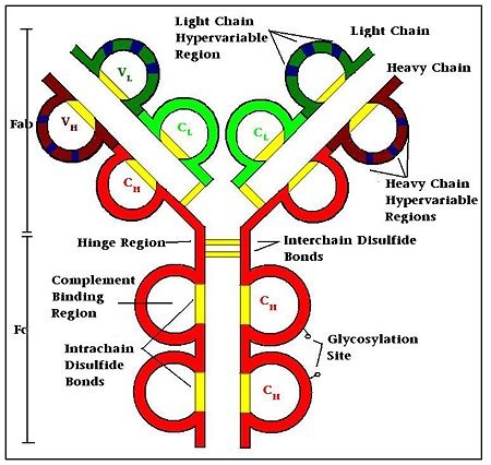IgG, Rabbit Isotype Control