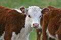 Tissue, Control Genomic DNA, Bovine Adult Normal, Female, BioGenomics™