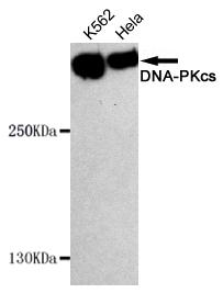 DNA-PKcs