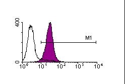CD80