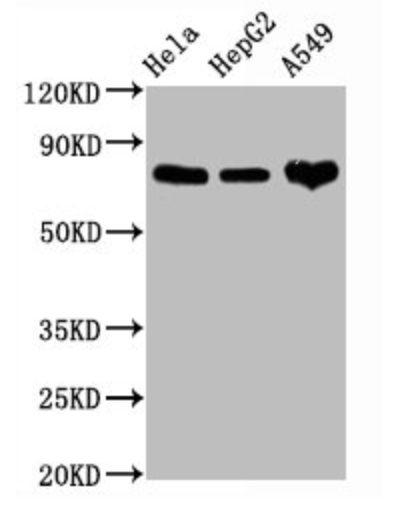 CD44