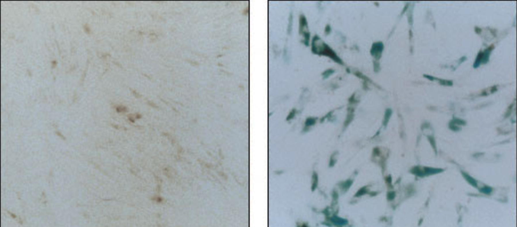 β-Galactosidase Staining Kit, BioAssay™