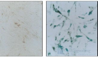β-Galactosidase Staining Kit, BioAssay™