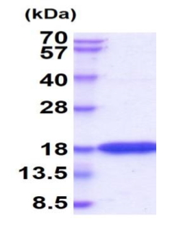 IFNG, Recombinant, Human, aa24-161, His-Tag