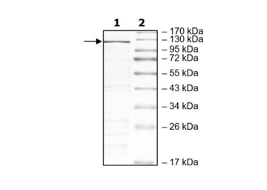 Cas13a, Recombinant, L. buccalis