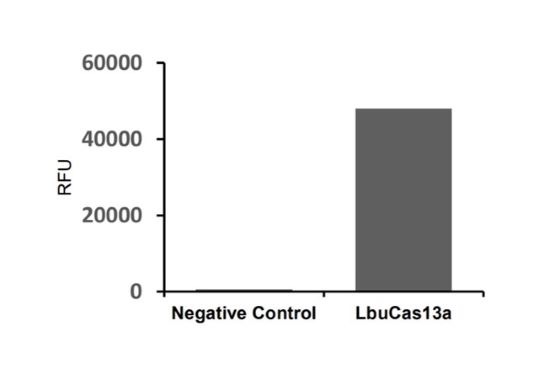 Cas13a, Recombinant, L. buccalis