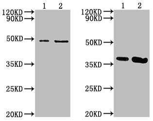 Cell Supernatant Exosome Isolation BioAssay™ Kit