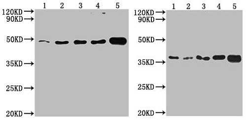 Cell Supernatant Exosome Isolation BioAssay™ Kit