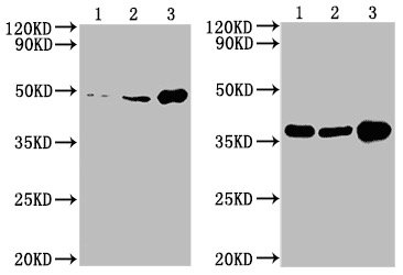 Cell Supernatant Exosome Isolation BioAssay™ Kit
