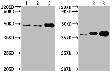 Cell Supernatant Exosome Isolation BioAssay™ Kit
