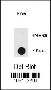 PRKDC, phosphorylated