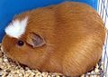 Tissue, Control Genomic DNA, Guinea Pig Adult Normal, Female, BioGenomics™