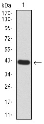 RND3