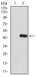 RND3