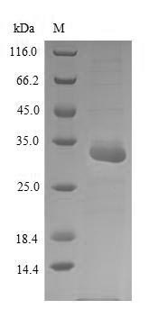 Major Pollen Allergen Cor a 1, Isoforms 5, 6, 11 and 16, Recombinant, Corylus Avellana, aa2-160, His-SUMO-Tag