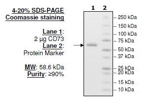 CD73, Recombinant, Human, aa27-547, His-Tag