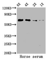 Albumin, Equine Serum