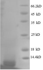 RpmG, Recombinant, E. coli, aa2-54, His-Tag