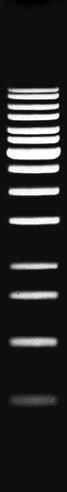 DNA Marker 1kb Ladder, 14 Fragments