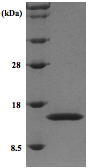 Granulocyte Macrophage Colony Stimulating Factor, Recombinant, Human, aa18-144
