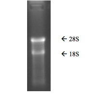 Tissue, Universal RNA, Monkey