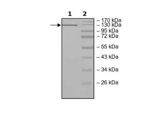 Cas13a, Recombinant, L. wadei, His-Tag, aa1-1152