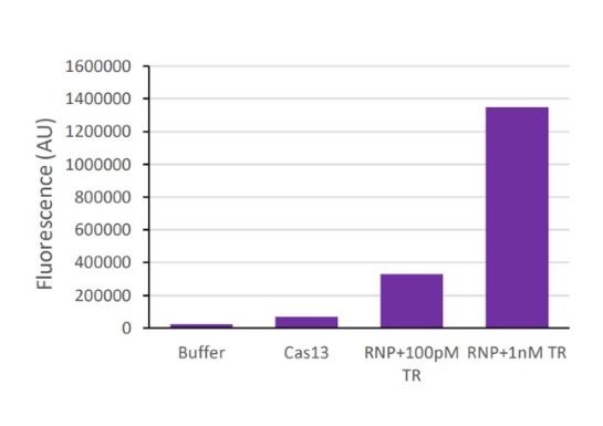 Cas13a, Recombinant, L. wadei, His-Tag, aa1-1152