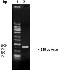 Tissue cDNA, First Strand, Canine Adult Normal, Lung, BioGenomics™