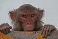 Tissue, Control Genomic DNA, Monkey