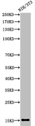 Histone H2B, acetylated